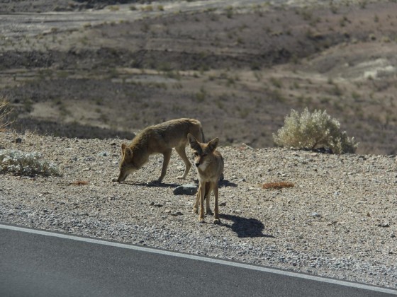 Kojoten im Death Valley